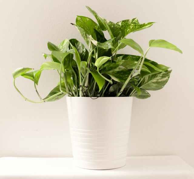 Kamerplant
